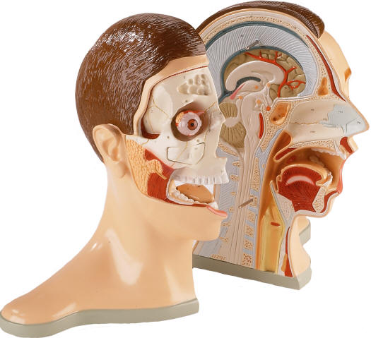 head sinuses anatomy