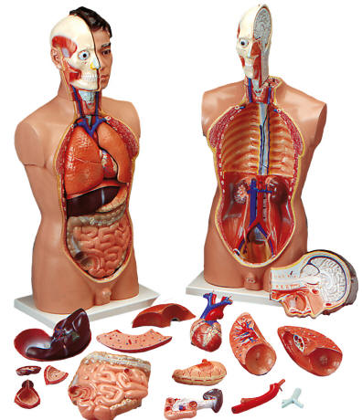 human anatomy liver. to simulate human anatomy