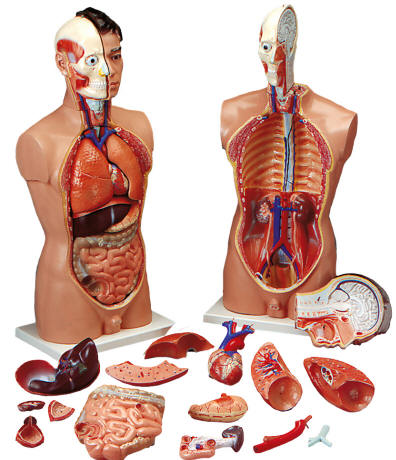 to simulate human anatomy human anatomy liver. to simulate human anatomy