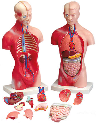 Human Torso Model | Medical Torso Model |.
