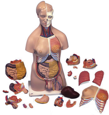 http://www.anatomy-resources.com/human-anatomy/images/sh206-ba.jpg