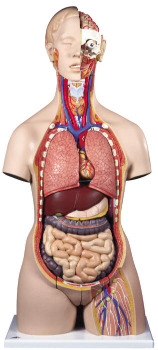 Female+breast+structure