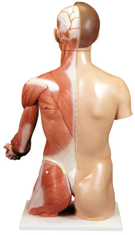 muscles of human body. complete human upper ody.