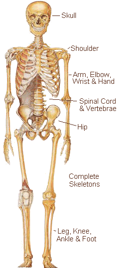 human skeleton. the human skeletal system.
