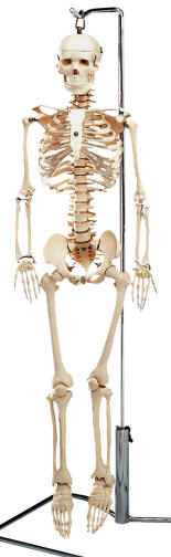flexible skeleton