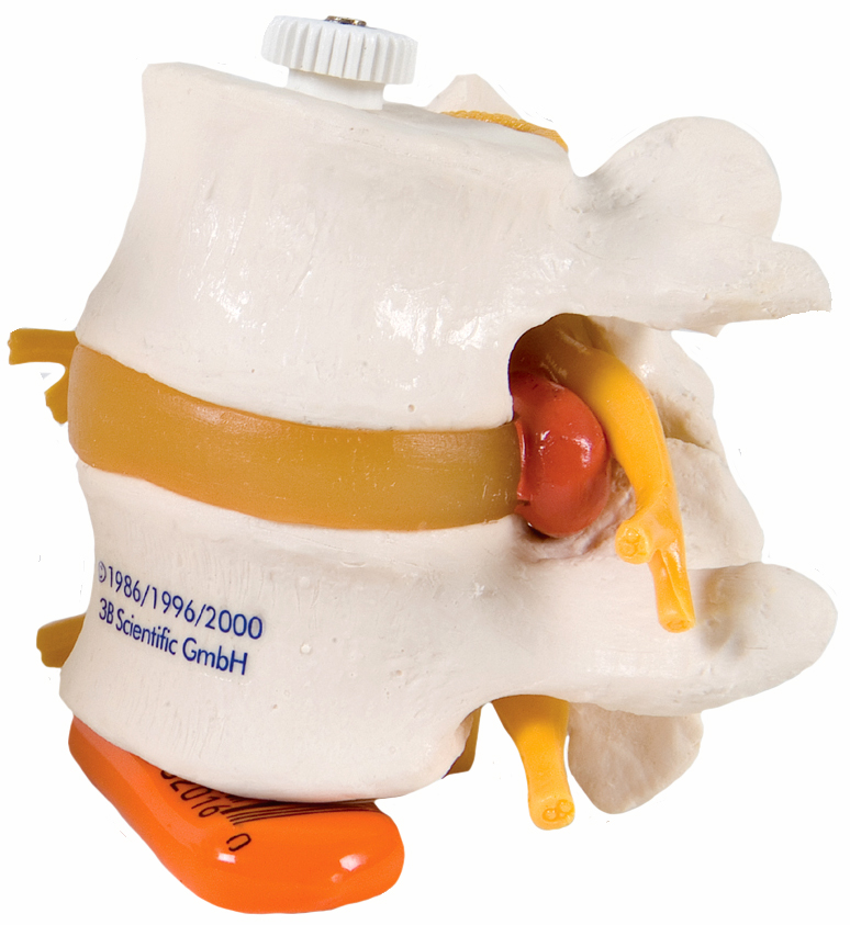 Model of the sacrum and coccyx
