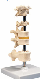 Model of six vertebrae mounted on stand