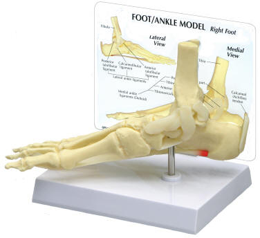 Ankle and Foot - Plantar