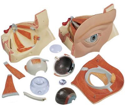 Dissectible model of the human eyeball