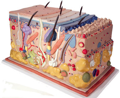 This unique model of the skin shows a section in three- dimensional form. This unique model of the skin shows a section in three- dimensional form.
