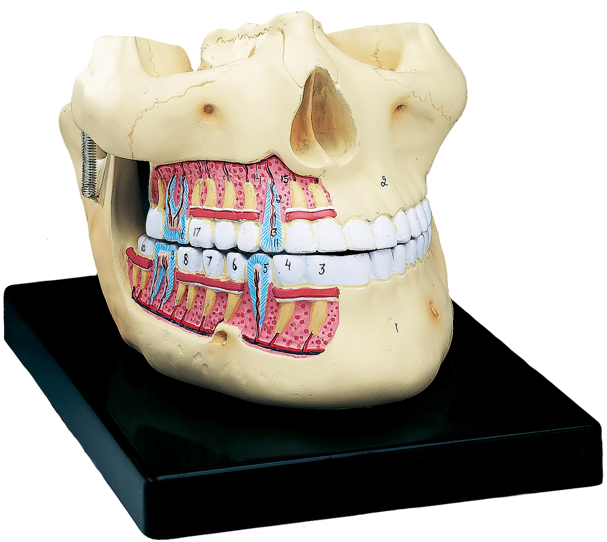 A section of bone is removable to expose the roots
