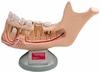 Tongue model is divided into 4 parts