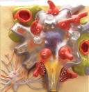 Relief model depicts central and peripheral nervous system