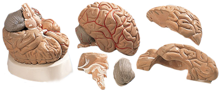Piece of mind: Brain model dissects into 5 parts