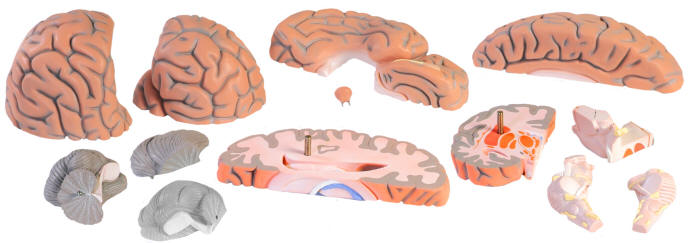 The brainiest: The largest brain model we offer