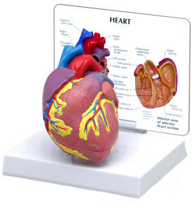 Classic 2-Part Heart model is a medical school favorite