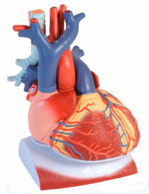 10-Part Heart model is a wonderful teaching tool