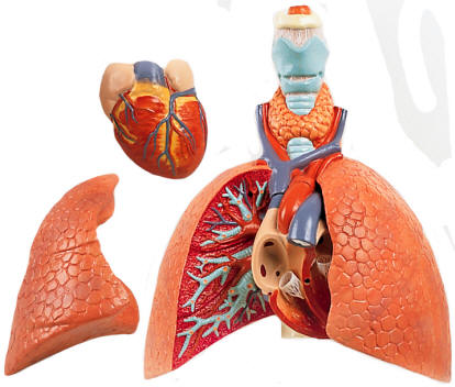 Five-part lung model also include larynx