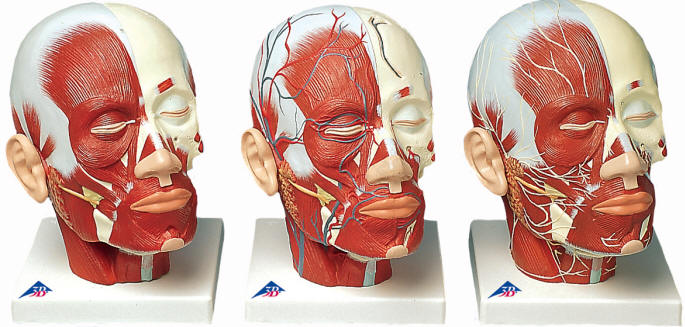 anatomy head muscles