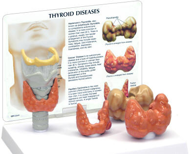 Get thyroid level 8 3