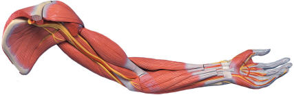 Human Arm Muscles - Anatomical Models