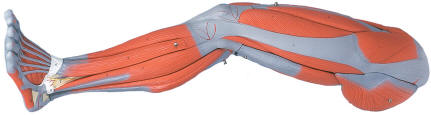 model of the human leg for anatomical studies