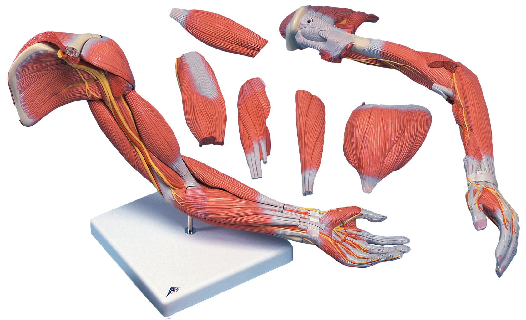 Arm Muscles Anatomy | HD Wallpapers Plus