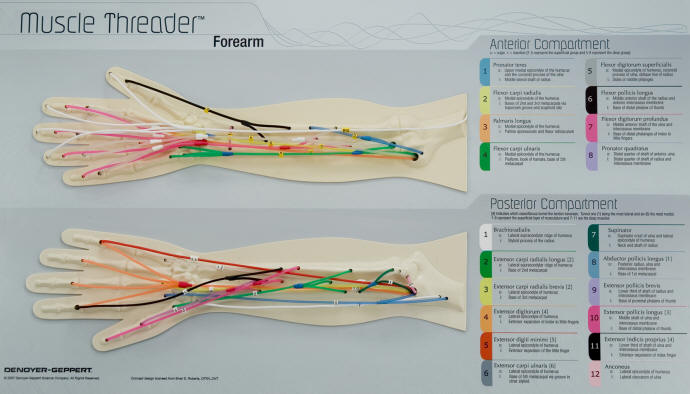 pictures of muscle origin and insertion.