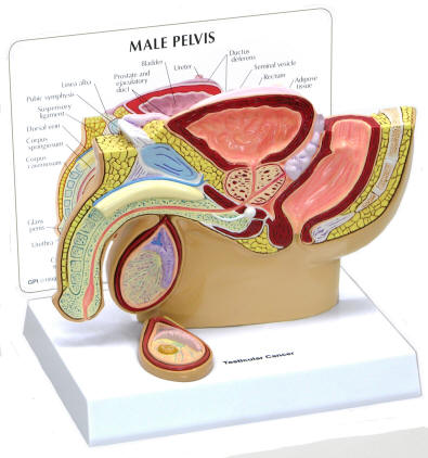 maletesticle