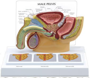 Base Of Prostate