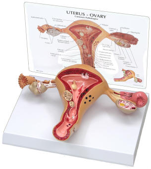 Anatomy Of Sex Organs 67