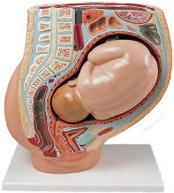 This model also shows a fetus positioned for birth