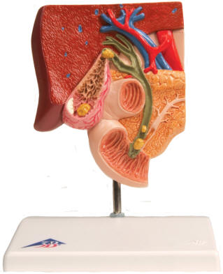 the gall bladder   2  in