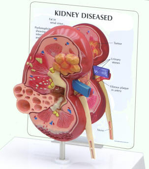 kidney structure function anatomy